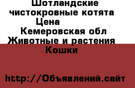 Шотландские чистокровные котята › Цена ­ 2 000 - Кемеровская обл. Животные и растения » Кошки   